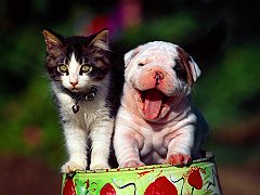 Two in the Tin